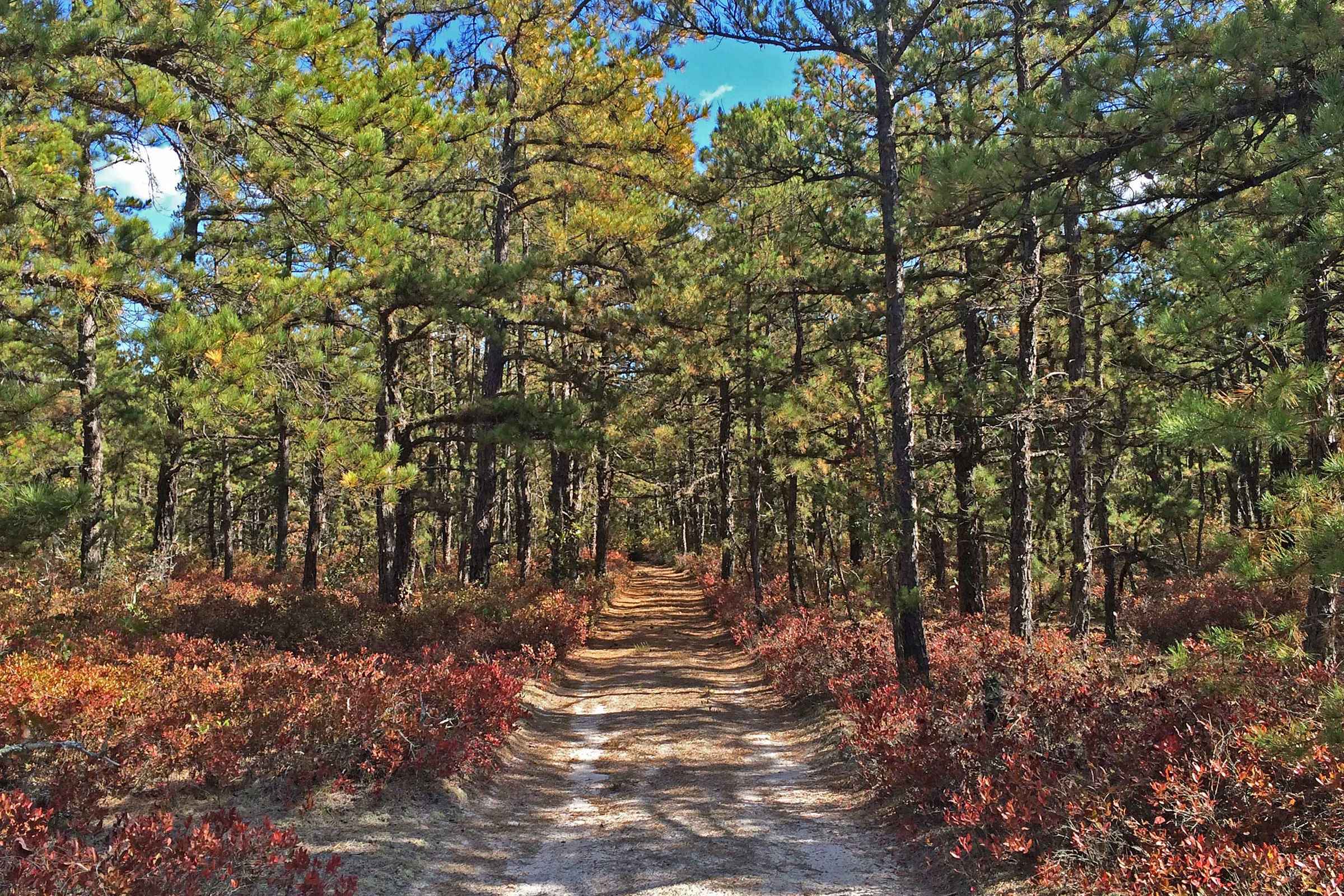 Pine Barrens NJ Scenic Byways